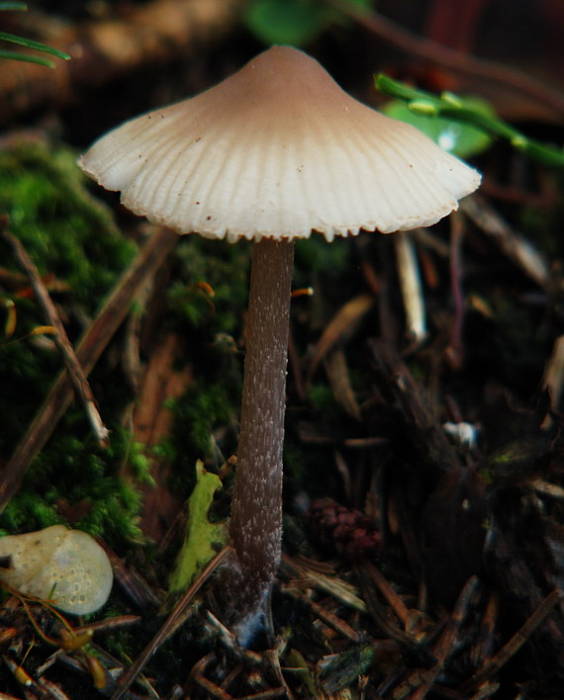 prilbička zefírová Mycena zephirus (Fr.) P. Kumm.