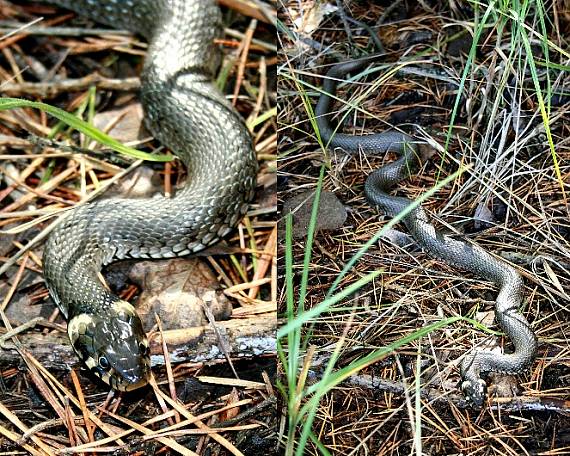 užovka obyčajná Natrix natrix