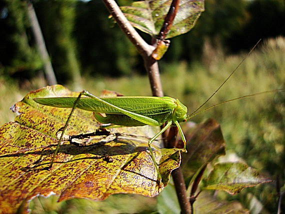 kobylka krovinová Phaneroptera falcata