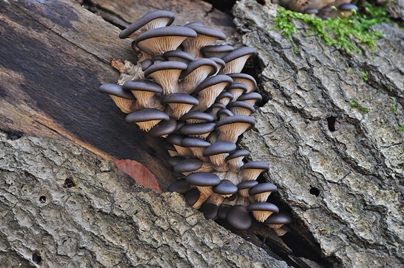 hliva ustricovitá modrastá Pleurotus columbinus Quél.