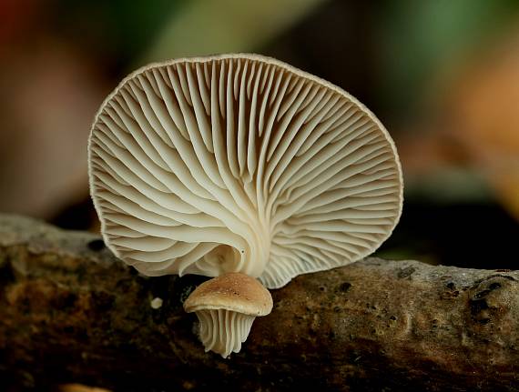 hliva Pleurotus sp.