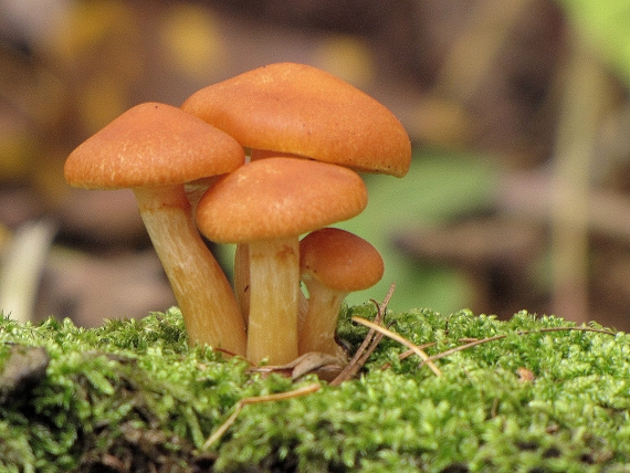 drobuľka hnedosivá-křehutka hnědošedá Psathyrella spadiceogrisea (Schaeff.) Maire