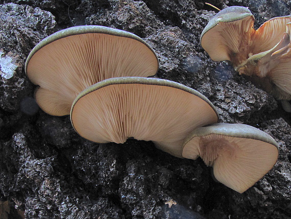 pňovka neskorá Sarcomyxa serotina (Pers.) P. Karst.