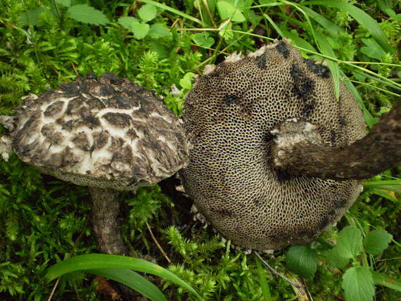 šiškovec šupinatý Strobilomyces strobilaceus (Scop.) Berk.