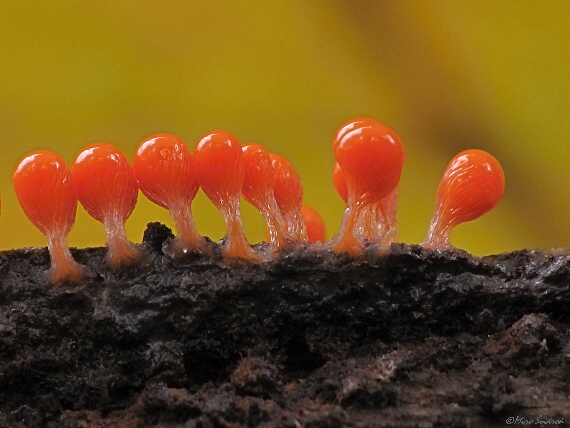 vlasnačka Trichia sp.