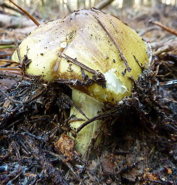 čírovka zelenkastá Tricholoma equestre (L.) P. Kumm.