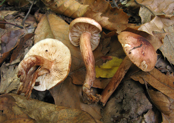 čírovka gaštanovohnedá Tricholoma ustale (Fr.) P. Kumm.