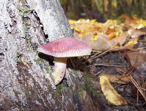 čírovec červenožltý Tricholomopsis rutilans (Schaeff.) Singer