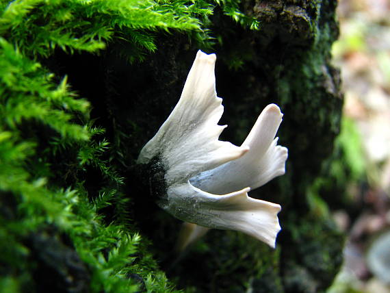 drevnatec parohatý Xylaria hypoxylon (L.) Grev.