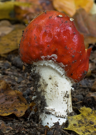 muchotrávka červená  Amanita muscaria  (L.) Lam.