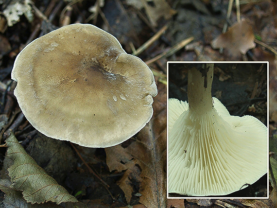 strmuľka kyjakovitá Ampulloclitocybe clavipes (Pers.) Redhead, Lutzoni, Moncalvo & Vilgalys