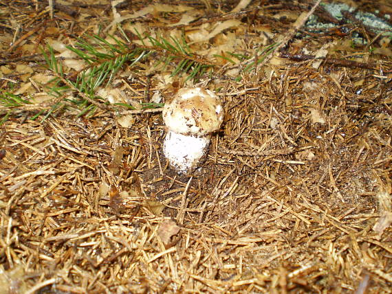 hríb smrekový Boletus edulis Bull.