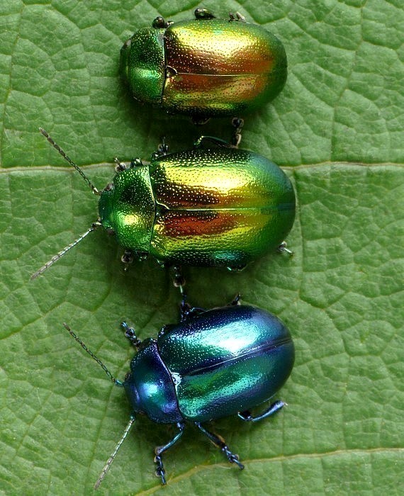 liskavky Chrysolina herbacea a Chrysolina coerulans