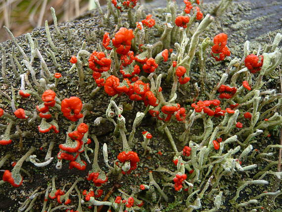 dutohlávka Flörkeho Cladonia floerkeana (Fr.) Flörke 1828