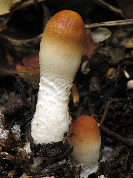 bedlička vlnatá Lepiota clypeolaria (Bull.) P. Kumm.