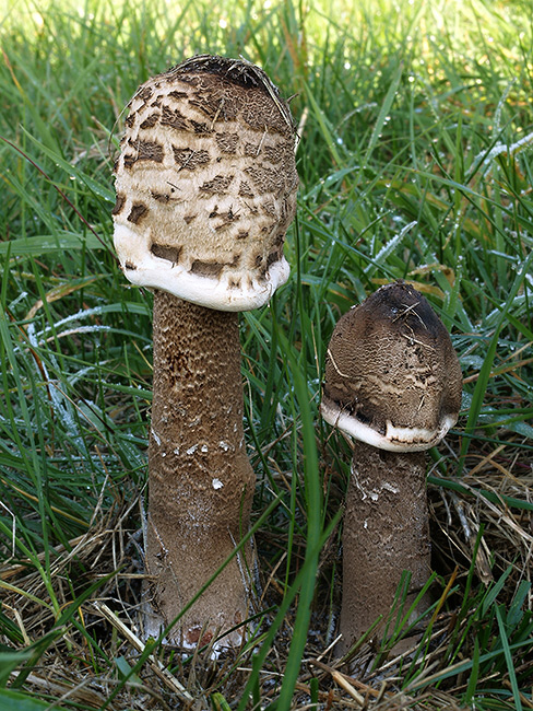 bedľa vysoká čiernohnedá Macrolepiota fuliginosa (Barla) Bon