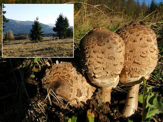 bedľa vysoká Macrolepiota procera (Scop.) Singer