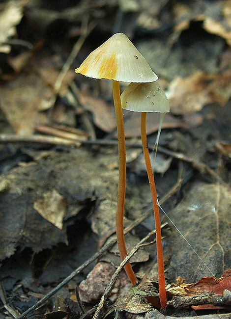 prilbička šafranová Mycena crocata (Schrad.) P. Kumm.