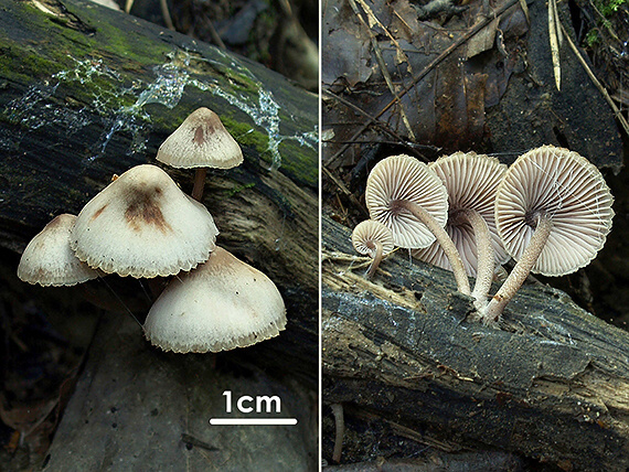 prilbička krvavomliečna Mycena haematopus (Pers.) P. Kumm.