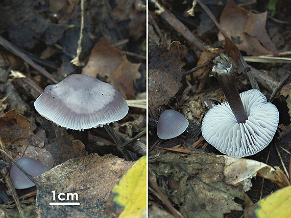 prilbička reďkovková Mycena pura (Pers.) P. Kumm.