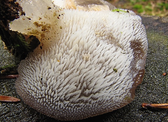 pajelenka želatínová/Rosolozub huspenitý Pseudohydnum gelatinosum (Scop.) P. Karst.