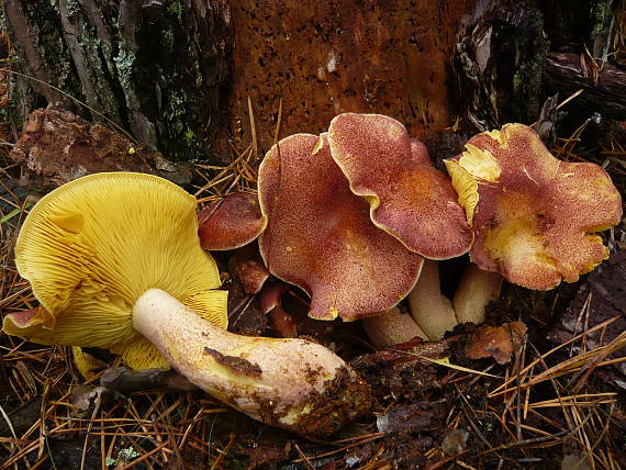 čírovec červenožltý Tricholomopsis rutilans (Schaeff.) Singer