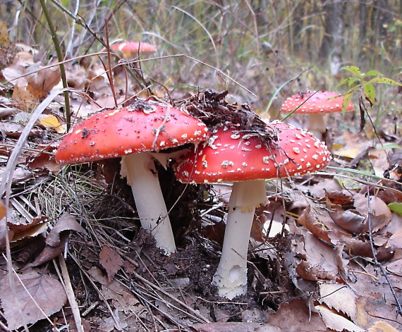 muchotrávka červená Amanita muscaria (L.) Lam.