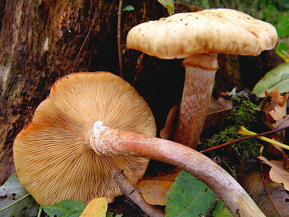 podpňovka obyčajná Armillaria mellea (Vahl) P. Kumm.