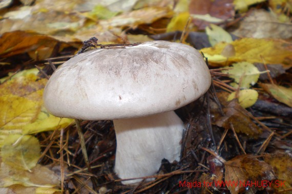 strmuľka inovaťová Clitocybe nebularis (Batsch) P. Kumm.