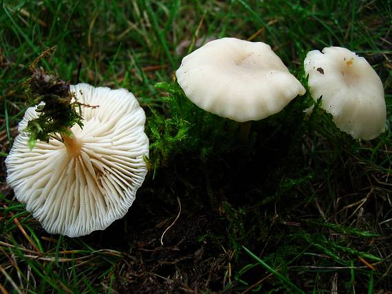 strmuľka hrabanková Clitocybe phyllophila