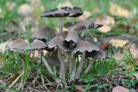 hnojník lesný? Coprinus silvaticus? Peck