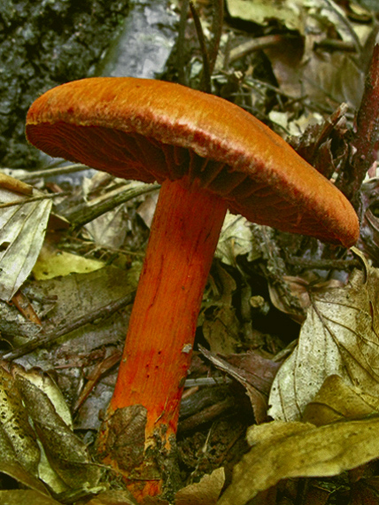 pavučinovec rumelkový Cortinarius cinnabarinus Fr.