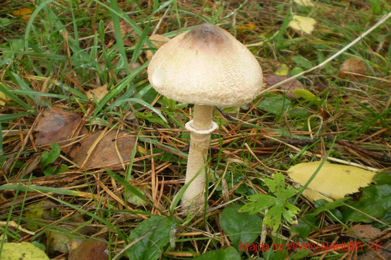 bedľa štíhla? Macrolepiota mastoidea?