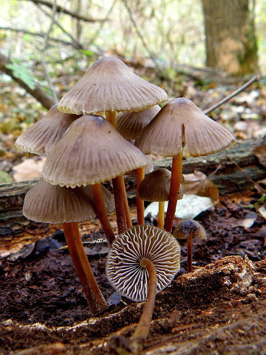 prilbička Mycena sp.