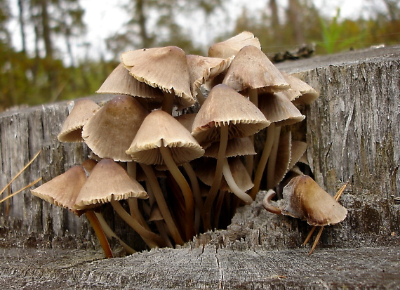 prilbička hnedosivá Mycena tintinnabulum (Paulet) Quél.