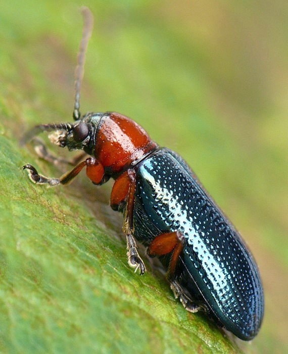 kohútik pestrý Oulema melanopus Linnaeus, 1758