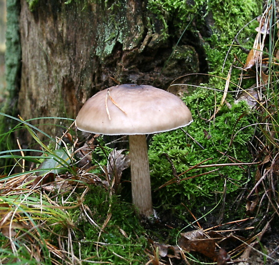 štítovka jelenia Pluteus cervinus (Schaeff.) P. Kumm.