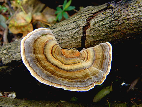 trúdnikovec pestrý Trametes versicolor (L.) Lloyd