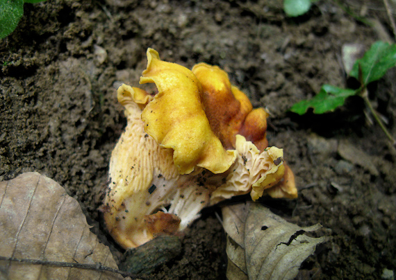 kuriatko jedlé ametystové Cantharellus amethysteus (Quél.) Sacc.