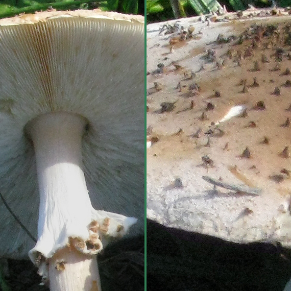 bedlička ostrošupinatá Echinoderma asperum (Pers.) Bon