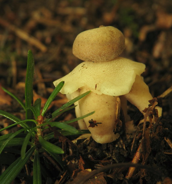 hviezdovka štvorcípová Geastrum quadrifidum DC. ex Pers.