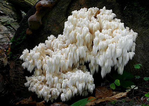 koralovec jedľový Hericium alpestre Pers.