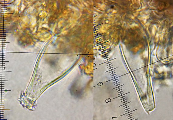 vláknica hviezdicovovýtrusná Inocybe asterospora Quél.