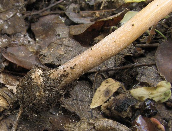 vláknica hviezdicovovýtrusná Inocybe asterospora Quél.