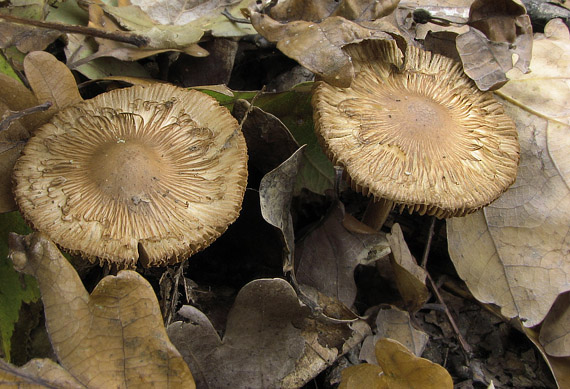 vláknica hviezdicovovýtrusná Inocybe asterospora Quél.