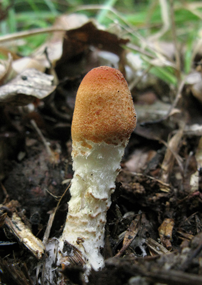 bedlička vlnatá Lepiota clypeolaria (Bull.) P. Kumm.