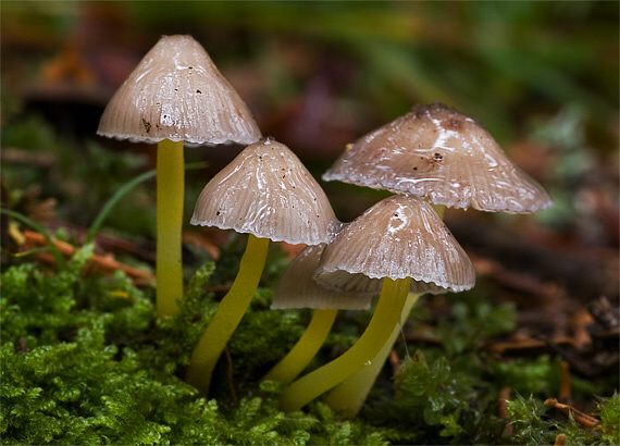 prilbička slizká želatínová Mycena epipterygia var. viscosa (Secr. ex Maire) Ricken