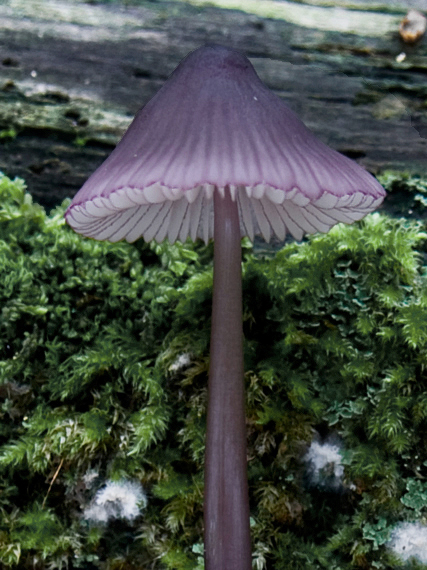 prilbička fialovookrajová  Mycena purpureofusca (Peck) Sacc.