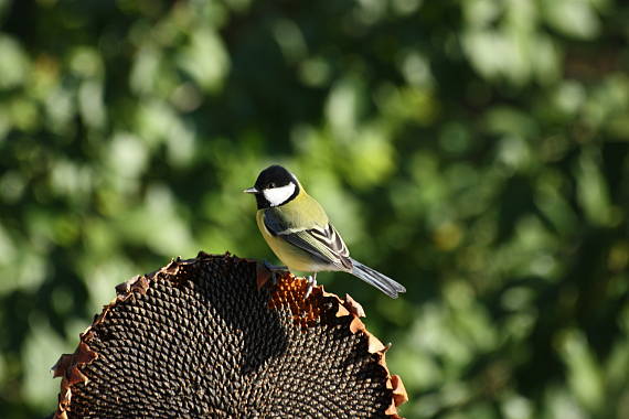 sýkora koňadra  Parus major