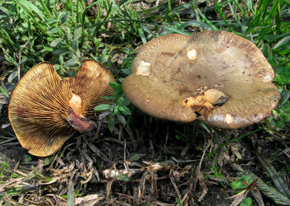 čechračka jelšová Paxillus rubicundulus  P.D. Orton